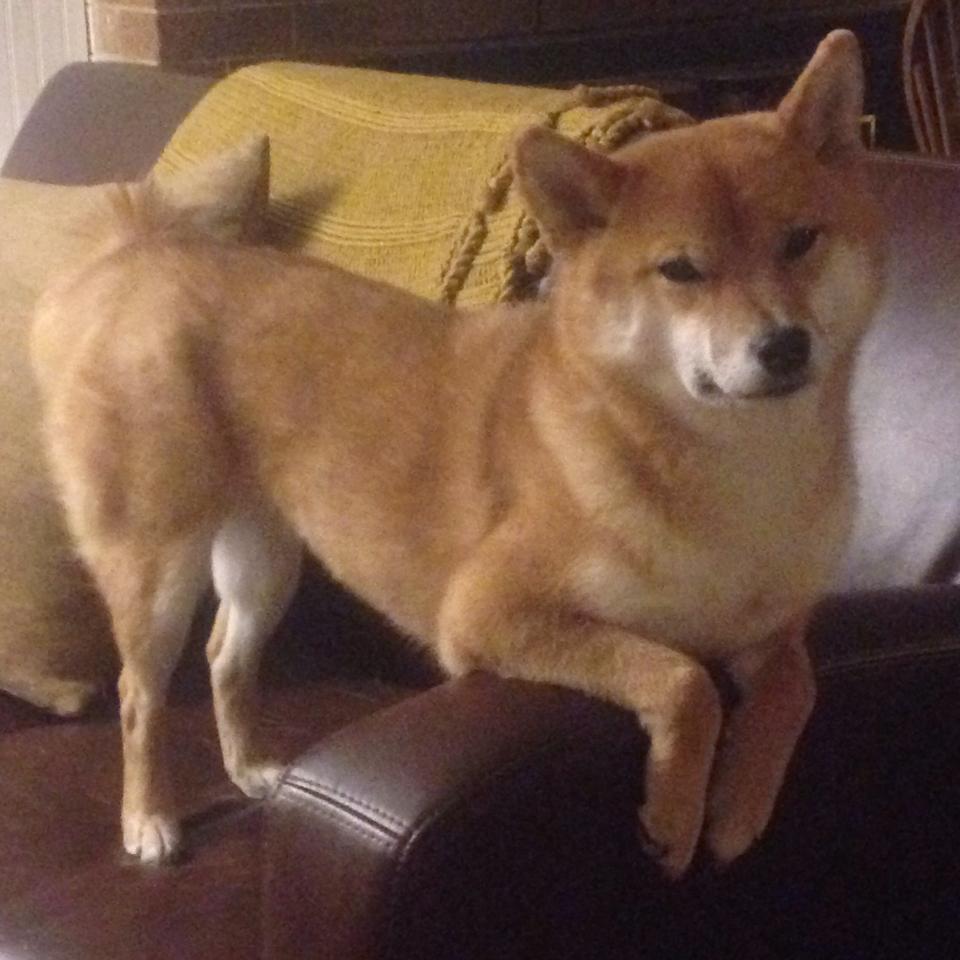 拉文生涯之夜狂飙50分，马刺决胜局力克猛龙